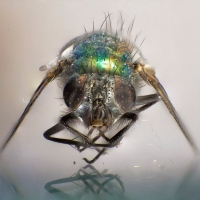 Musca Domestica