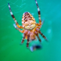 Gastroweb