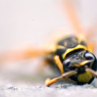 Buzz Kill