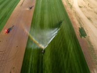 Water Wings
