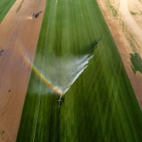 Water Wings