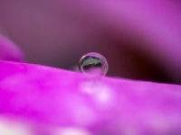 The Drop