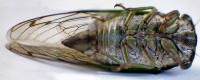 Bug