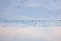 Bird Song
