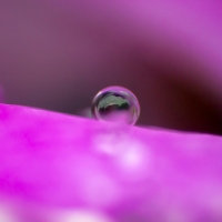 The Drop