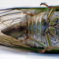 Bug