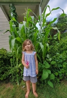 Fay Tall Corn