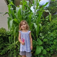 Fay Tall Corn
