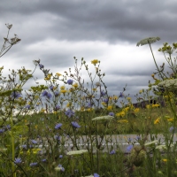 Roadside Attraction