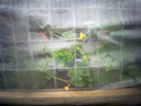 Invasion of the Body Snatchers