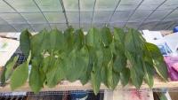 Collecting Comfrey