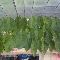 Collecting Comfrey