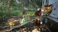Chicken Wrangler