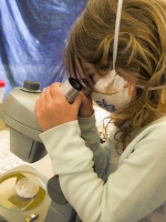 Sciencing