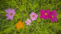 Wildflower Whimsy