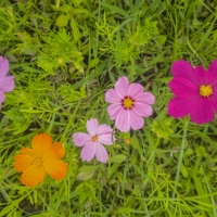 Wildflower Whimsy