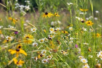 Meadow