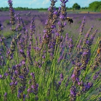 Lavender Fields Forever