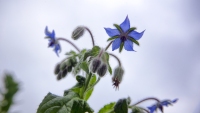 The Borage Blooms