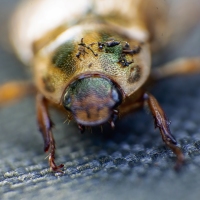 Beetle Bling