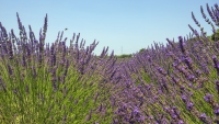 French Lavender