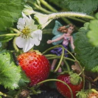 Fay's Strawberry  Patch