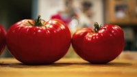 Tomatoes Everywhere!