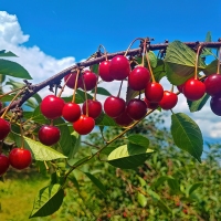 Picking Cherries