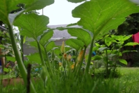 The Pumpkin Promenade