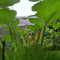 The Pumpkin Promenade