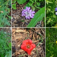 Garden Sampler