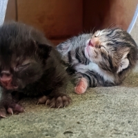 Polydactyl Pals