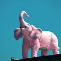 Pinky