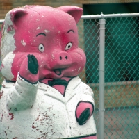 Piggy Says Hi