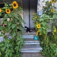 Sunflower Gauntlet