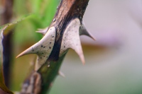 Spiky Stick