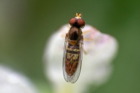Fly Guy