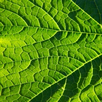 Go Green