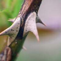 Spiky Stick
