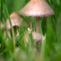 Deep in the Weeds
