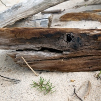 On the Beach