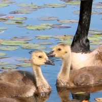 Quack