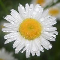 Daisy