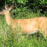 A Deer