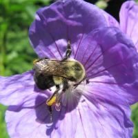 Bee Here Now