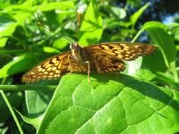 Papillon