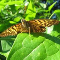 Papillon