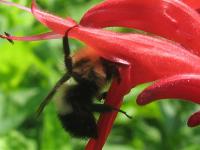 Bee Yoga
