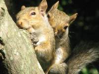 Burying Nuts