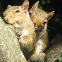 Burying Nuts